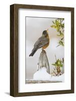 Wichita Falls, Texas. American Robin Searching for Berries-Larry Ditto-Framed Photographic Print