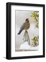 Wichita Falls, Texas. American Robin Searching for Berries-Larry Ditto-Framed Photographic Print