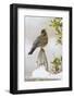 Wichita Falls, Texas. American Robin Searching for Berries-Larry Ditto-Framed Photographic Print