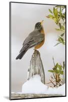 Wichita Falls, Texas. American Robin Searching for Berries-Larry Ditto-Mounted Photographic Print