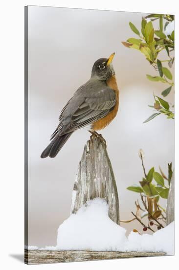 Wichita Falls, Texas. American Robin Searching for Berries-Larry Ditto-Stretched Canvas