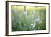 Wicke on Meadow-Jean Schwarz-Framed Photographic Print