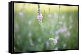 Wicke on Meadow-Jean Schwarz-Framed Stretched Canvas