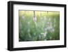 Wicke on Meadow-Jean Schwarz-Framed Photographic Print