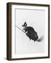 Wicked Witch-null-Framed Photo