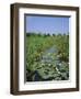 Wicken Fen and Wind Pump, Cambridgeshire, England, UK-Roy Rainford-Framed Photographic Print