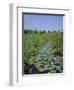 Wicken Fen and Wind Pump, Cambridgeshire, England, UK-Roy Rainford-Framed Photographic Print