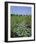 Wicken Fen and Wind Pump, Cambridgeshire, England, UK-Roy Rainford-Framed Photographic Print