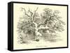 Wickliff's Oak-null-Framed Stretched Canvas