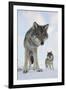 Wide Angle Close-Up Of Two European Grey Wolves (Canis Lupus), Captive, Norway, February-Edwin Giesbers-Framed Photographic Print