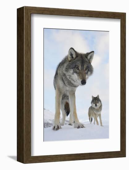 Wide Angle Close-Up Of Two European Grey Wolves (Canis Lupus), Captive, Norway, February-Edwin Giesbers-Framed Photographic Print