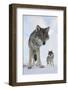 Wide Angle Close-Up Of Two European Grey Wolves (Canis Lupus), Captive, Norway, February-Edwin Giesbers-Framed Photographic Print