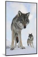 Wide Angle Close-Up Of Two European Grey Wolves (Canis Lupus), Captive, Norway, February-Edwin Giesbers-Mounted Photographic Print