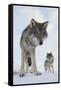 Wide Angle Close-Up Of Two European Grey Wolves (Canis Lupus), Captive, Norway, February-Edwin Giesbers-Framed Stretched Canvas