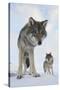 Wide Angle Close-Up Of Two European Grey Wolves (Canis Lupus), Captive, Norway, February-Edwin Giesbers-Stretched Canvas