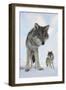 Wide Angle Close-Up Of Two European Grey Wolves (Canis Lupus), Captive, Norway, February-Edwin Giesbers-Framed Photographic Print