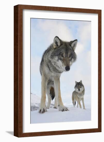 Wide Angle Close-Up Of Two European Grey Wolves (Canis Lupus), Captive, Norway, February-Edwin Giesbers-Framed Photographic Print