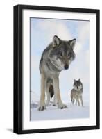 Wide Angle Close-Up Of Two European Grey Wolves (Canis Lupus), Captive, Norway, February-Edwin Giesbers-Framed Photographic Print