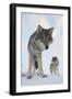 Wide Angle Close-Up Of Two European Grey Wolves (Canis Lupus), Captive, Norway, February-Edwin Giesbers-Framed Photographic Print