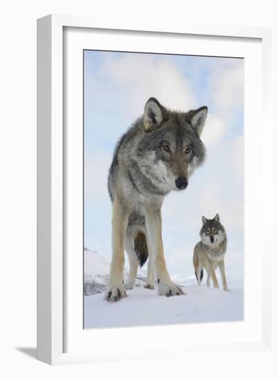 Wide Angle Close-Up Of Two European Grey Wolves (Canis Lupus), Captive, Norway, February-Edwin Giesbers-Framed Photographic Print