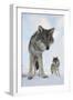 Wide Angle Close-Up Of Two European Grey Wolves (Canis Lupus), Captive, Norway, February-Edwin Giesbers-Framed Photographic Print