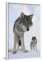 Wide Angle Close-Up Of Two European Grey Wolves (Canis Lupus), Captive, Norway, February-Edwin Giesbers-Framed Photographic Print