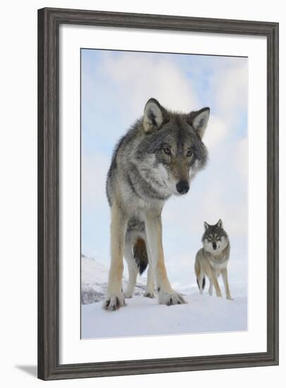 Wide Angle Close-Up Of Two European Grey Wolves (Canis Lupus), Captive, Norway, February-Edwin Giesbers-Framed Photographic Print