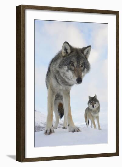 Wide Angle Close-Up Of Two European Grey Wolves (Canis Lupus), Captive, Norway, February-Edwin Giesbers-Framed Photographic Print