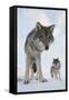 Wide Angle Close-Up Of Two European Grey Wolves (Canis Lupus), Captive, Norway, February-Edwin Giesbers-Framed Stretched Canvas