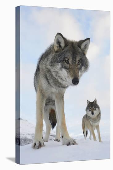 Wide Angle Close-Up Of Two European Grey Wolves (Canis Lupus), Captive, Norway, February-Edwin Giesbers-Stretched Canvas