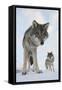 Wide Angle Close-Up Of Two European Grey Wolves (Canis Lupus), Captive, Norway, February-Edwin Giesbers-Framed Stretched Canvas