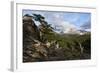 Wide angle landscape featuring Monte Fitz Roy in the background and tree in the foreground, Patagon-Fernando Carniel Machado-Framed Photographic Print