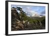 Wide angle landscape featuring Monte Fitz Roy in the background and tree in the foreground, Patagon-Fernando Carniel Machado-Framed Photographic Print