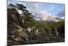 Wide angle landscape featuring Monte Fitz Roy in the background and tree in the foreground, Patagon-Fernando Carniel Machado-Mounted Photographic Print