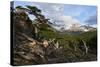 Wide angle landscape featuring Monte Fitz Roy in the background and tree in the foreground, Patagon-Fernando Carniel Machado-Stretched Canvas