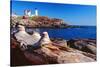 Wide Angle View of The Cape Neddick Lighthouse.-George Oze-Stretched Canvas