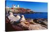 Wide Angle View of The Cape Neddick Lighthouse.-George Oze-Stretched Canvas