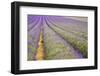 Wide Low Angle View of Lines in Lavender Field Landscape-Veneratio-Framed Photographic Print