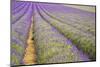 Wide Low Angle View of Lines in Lavender Field Landscape-Veneratio-Mounted Photographic Print