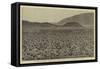 Wideawakes Hatching their Eggs at Ascension Island-null-Framed Stretched Canvas