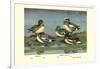 Widgeon Ducks-Allan Brooks-Framed Art Print