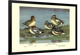 Widgeon Ducks-Allan Brooks-Framed Art Print