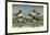 Widgeon Ducks-Allan Brooks-Framed Art Print