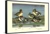 Widgeon Ducks-Allan Brooks-Framed Stretched Canvas