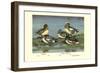 Widgeon Ducks-Allan Brooks-Framed Art Print