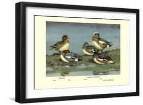 Widgeon Ducks-Allan Brooks-Framed Art Print