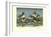 Widgeon Ducks-Allan Brooks-Framed Art Print