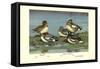 Widgeon Ducks-Allan Brooks-Framed Stretched Canvas