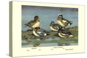 Widgeon Ducks-Allan Brooks-Stretched Canvas