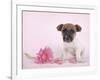 Widget-Rachael Hale-Framed Photographic Print